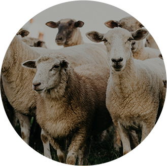 Livestock And Aquaculture