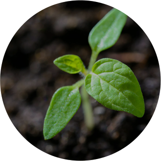 Bio Organic Fertilizer